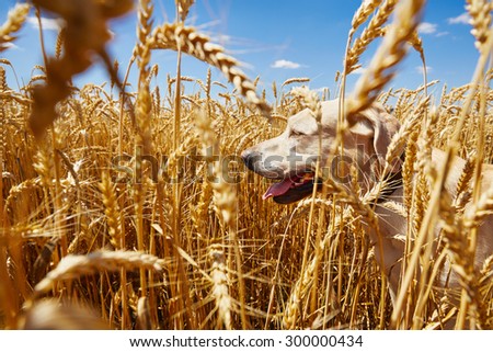 Yellow labrador retriever is waiting in cornfield