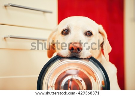 Domestic life with dog. Hungry dog with sad eyes is waiting for feeding in home kitchen. Adorable yellow labrador retriever is holding dog bowl in his mouth.