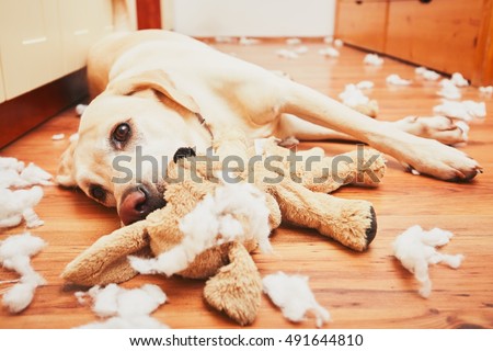 Naughty dog home alone - yellow labrador retriever destroyed the plush toy and made a mess in the apartment