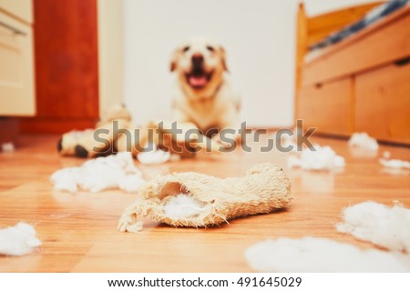 Naughty dog home alone - yellow labrador retriever destroyed the plush toy and made a mess in the apartment