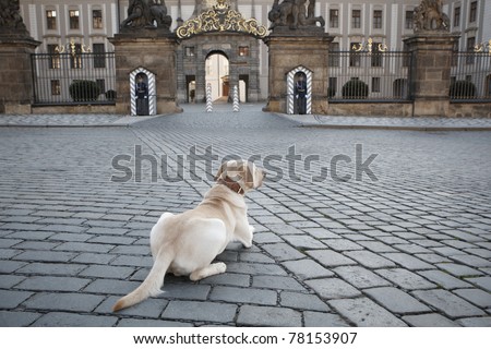 Dog patiently waiting in front of the honor guard of Prague Castle, Czech Republic.