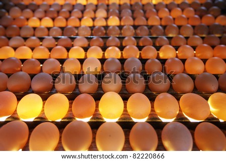 Eggs in lighting control quality in egg factory - selective focus