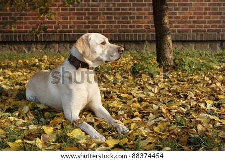 Yellow labrador retriever is lying in leafs in front of the brick wall