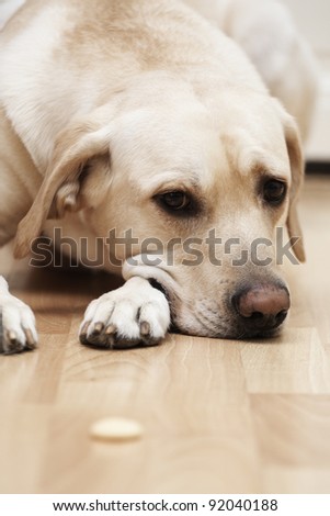Labrador retriever is searching a cookie - selective focus on dog