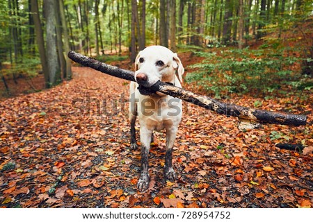 Muddy dog in autumn nature. Dirty labrador retriever with stick in mouth walking on the footpath in the forest.