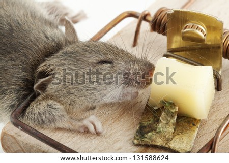 Mouse in trap isolated on white background with narrow focus