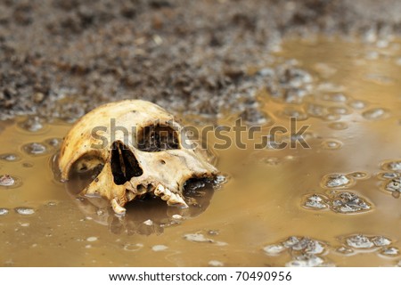 Real human skull before sunset, focused on teeth