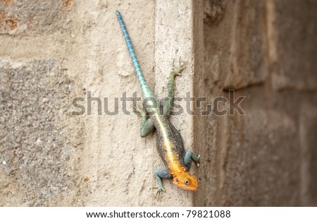Lizard enjoying heat from wall, macro focused on eyes