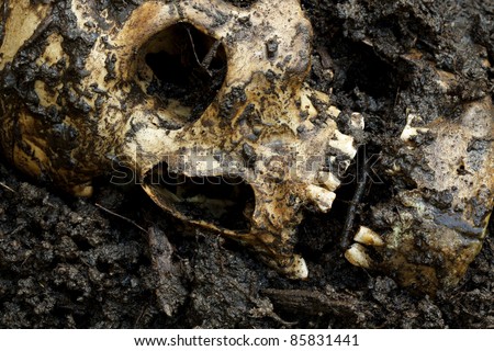 Real human skull on wet soil figured as crime scene, photography focused on teeth with narrow focus
