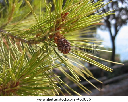 Young Pine cone on Pine tree