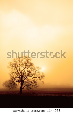 An old oak tree forms a sillhoette on a foggy, misty morning.  The rising sun and a sepia tone give this photo a warm, moody feel.