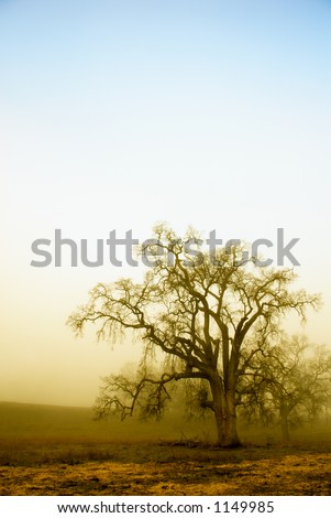 An old oak tree forms a silhoette on a foggy, misty morning.  The rising sun has started to burn the top layer of fog, showing a blue sky above.