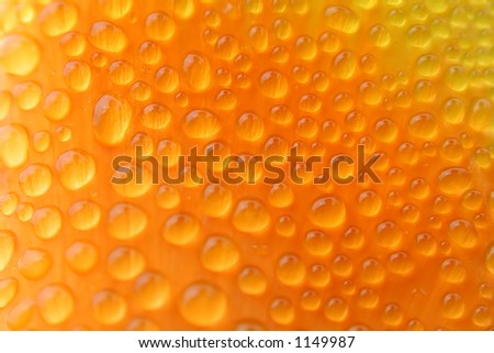 Hundreds of tiny water droplets reflect my image on a bright orange California Poppy.