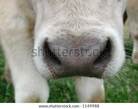 A humorous extreme close up of a cow\'s wet nose.