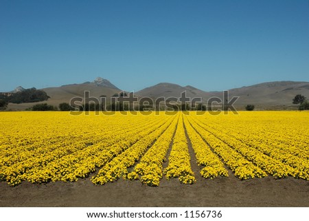 A field of yellow flowers under a blue California sky.