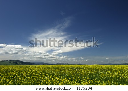 A field of wild mustard under a deep blue  California sky.