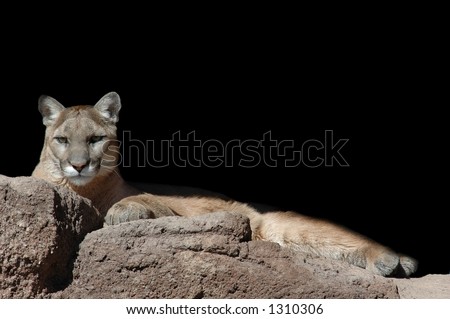 A captive mountain lion lounges in the warm sun.