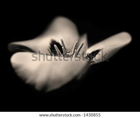 A sepia toned black and white image of a Mariposa Lily. Image has a grainy, artistic, dreamlike quality to it, with a purposeful shallow depth of field.