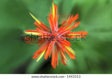 Abstract macro shot looking straight down into an Indian Paintbrush wildflower.
