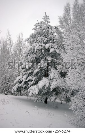 winter snowy tree