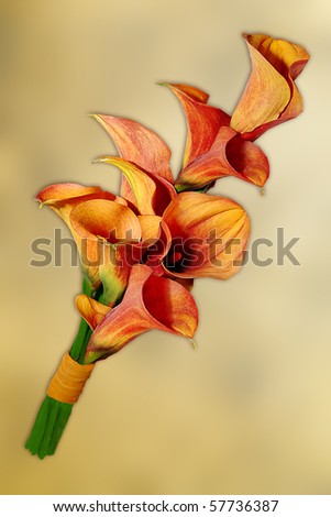 stock photo beautiful wedding bouquet with calla lillies