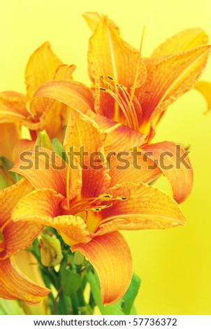 orange lily flowers isolated on yellow