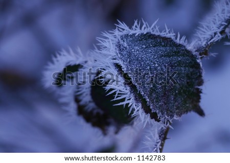 Extremely long hoar frost on plant in winter