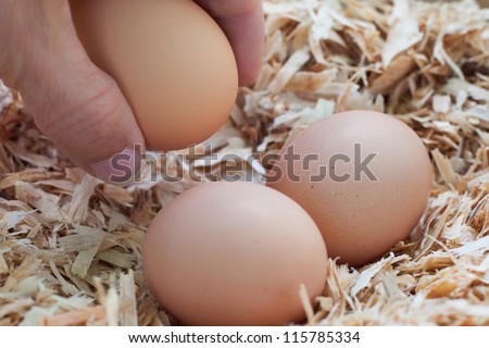Gathering farm fresh eggs