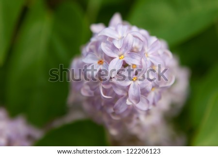 Light purple lilac blossoms with yellow centers on a lilac bush.  Shallow depth of field.