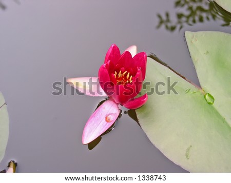 water lily - flowers and leaves