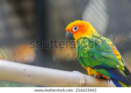 Yellow and green Parrot head close-up
