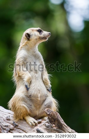 Meerkat,One Animal.