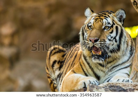 Tiger face.