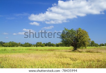 Landscape, sky and trees.