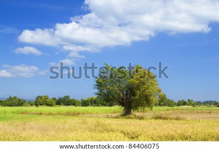 Landscape, sky and trees.