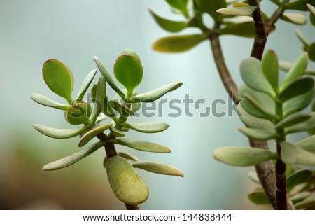 Cactus with round leaves