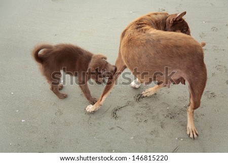 Dogs playing, puppy biting his mother, India
