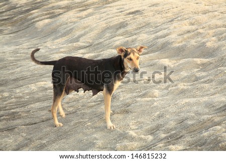 Dog standing on fishing nets, India
