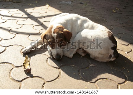 Dog sleeping on the ground, India