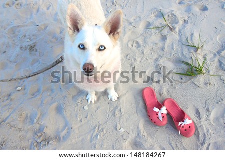 White dog with blue eyes portrait