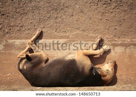 Dog sleeping on the ground, India