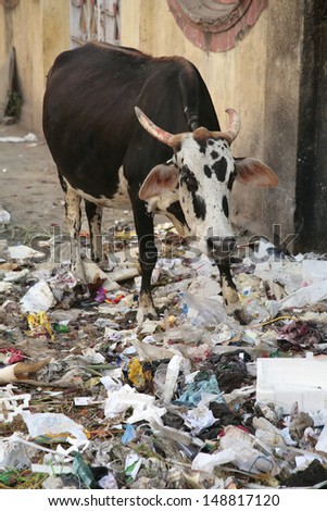 Cow begging for food and eating garbage
