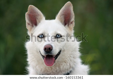 White husky dog with blue eyes
