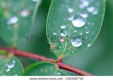 Dew droplets on leaf