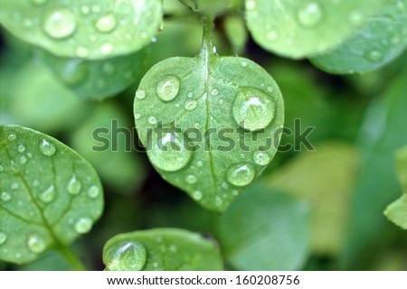 Dew Droplets On Green Leaves