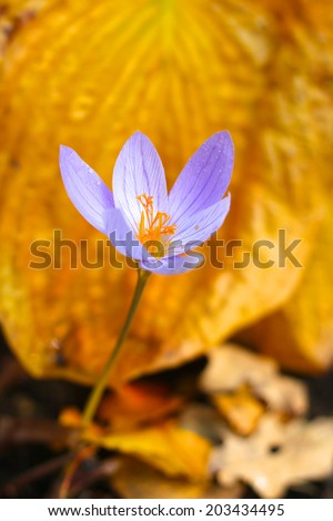 Violet crocus on background of yellow leaves