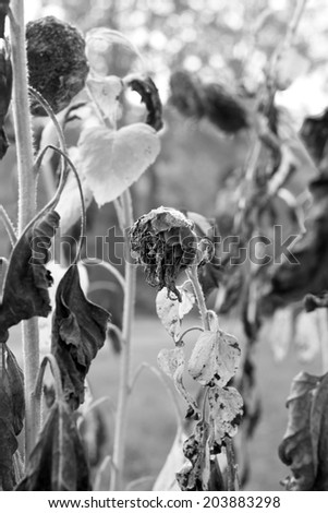 View of stooped withered plants, monochrome