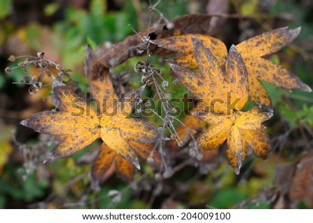 View of yellow leaves with black ornament