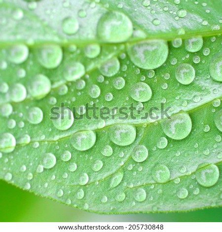 Leaf structure with raindrops