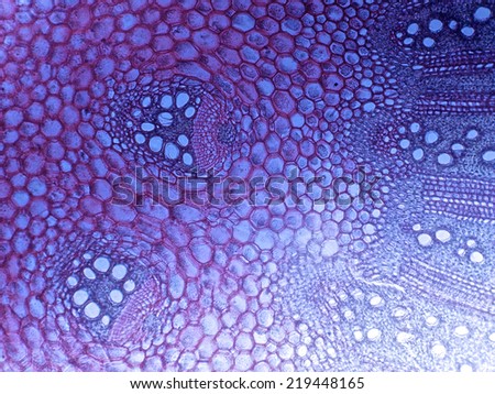 Beautiful animal tissue structures under the microscope